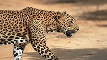 One Day Safari Tour to Both Yala and Bundala National Parks