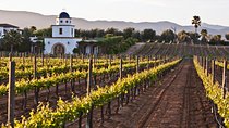 Valle de Guadalupe Winery and Vineyard Tour from San Diego