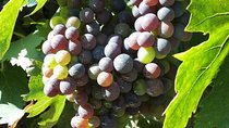 Degustazione del Vino Chianti,visitando Castellina & Greve,in Toscana da Firenze