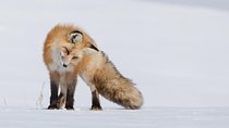 Half Day Grand Teton Wildlife Safari Tour