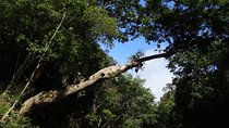 Day Tour Aborigine Village @ Rainforest Taman Negara + Batu Caves