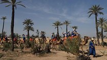 Camel Ride in the Palm Grove