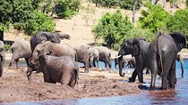 Chobe Full Day Trip