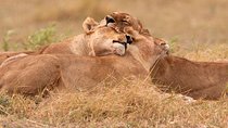 Akagera National Park Day Trip