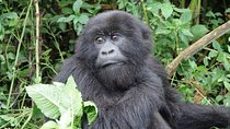 Gorilla trekking Transfer From Kigali