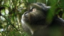 One Day Golden Monkey and Cultural tour 