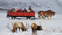 Grand Teton and National Elk Refuge Winter Wonderland Full Day Adventure