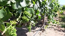 full day private wine tour