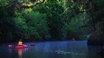 Orlando Alligator Experience