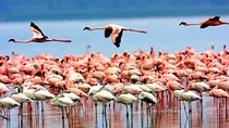 Manyara National Park Day Trip From Arusha