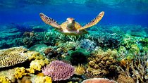 4 Day Cairns: Daintree Rainforest, Reef, Kuranda & Paronella Park
