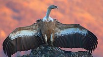 Two-day Birding Trip: The Eastern Rhodopes & Sakar