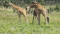 6 Days Chimps, Gorillas & Murchison Falls Africa's Big Five Experience Safari