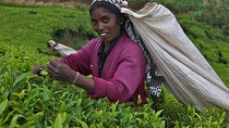Kandy Nuwaraeliya 02 Days Tour From Colombo or Negombo