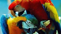 10 Days: Costa Rica Pure Nature