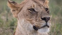 3-Day Selous Reserve mid-Range Safari
