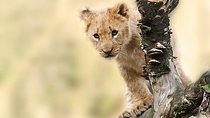 7 Days Tanganyika Wilderness Safari