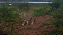 1 Day Safari from Johannesburg 