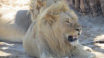 Hwange National Park & Victoria Falls 5 days Combo