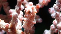 Scuba Diving at Gili Mimpang and Gili Tepekong
