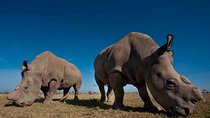 Day tour to Olpejeta Conservancy from Nairobi