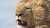9 Days Safari To See Great Migration Crossing