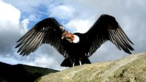 Chonta Canyon Watch Condors Day tour from Cusco