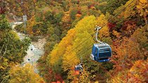 Niigata Autumn Leaves: Naeba Dragondola & Tashiro Ropeways