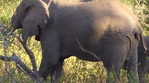 3-Night Safari from Nairobi: Lake Nakuru and Masai Mara