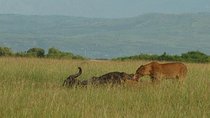 7 Night Safari: Murchison Falls, Kibale Forest, Queen Elizabeth Lake and Mburo