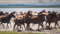 7 days Real Nomadic Homestay