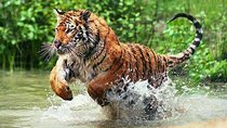 Adventures Ranthambore Wildlife Safari Tour from Delhi with Safari Rides