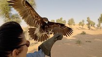 Afternoon Dubai Falconry Safari 