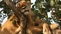 3 Days Queen Elizabeth National Park Safari