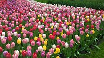 Keukenhof's Tulips and Windmills Small-Group Tour from Amsterdam
