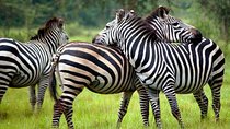 2 Days Wildlife Safaris at Lake Mburo National Park