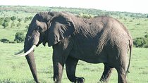 2 Nights Maasai Mara Safari