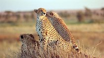 4 Days Safari to Kidepo Valley National Park