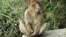 Gibraltar private tour from Marbella or Malaga