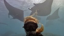 Try Dive with Manta Rays in Bali
