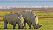 4 Days Masai Mara Lake Nakuru Jeep Safari