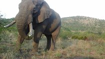 Johannesburg History Tour and Kruger National Park Safari 5 days Package