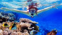 Bali Menjangan Island Snorkeling Day Tour