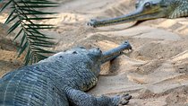Wildlife trail in Chennai