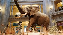 Smithsonian Museum of Natural History - Exclusive Guided Tour 