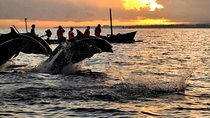 Sunrise Dolphin Wacthing & Menjangan Island Snorkeling Day Trip
