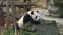 Private Tour: 3-Night Sichuan Explore from Chengdu to Leshan and Mt Emei