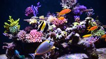 Hurghada Grand Aquarium Red Sea in glass
