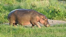 Wildlife Safari: 1 Night Sweetwaters, 1 Night lake Naivasha and 2 Nights Mara