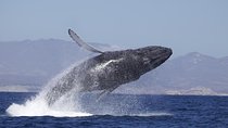 Whale Watching on 2 Level Big Boat with Breakfast and Drinks INCLUDED